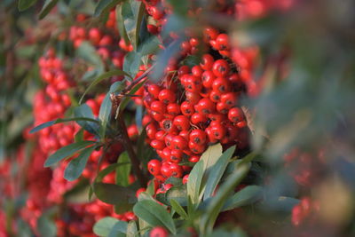 Close-up of red berries growing on tree