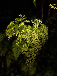 Close-up of plant growing on field