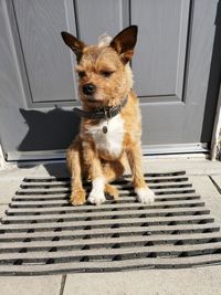 High angle portrait of dog sitting at entrance