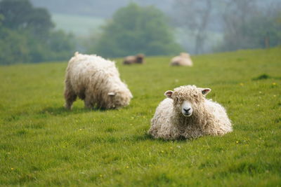 Sheep in a field