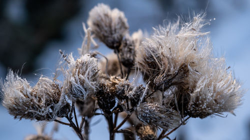 Close-up of dried plant