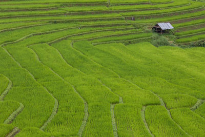 High angle view of rice paddy