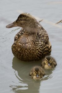 Duck family swimming on river 