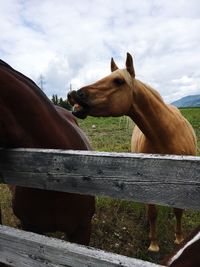Silhouette of dog against cloudy sky