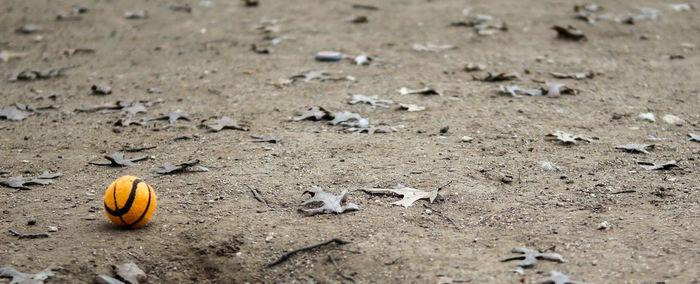 High angle view of shells on sand