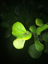 Close-up of leaves against black background