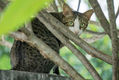 Portrait of a cat