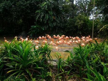 View of flowering plants in park