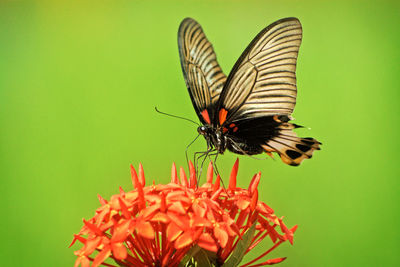 Close-up of butterfly pollinating on flower