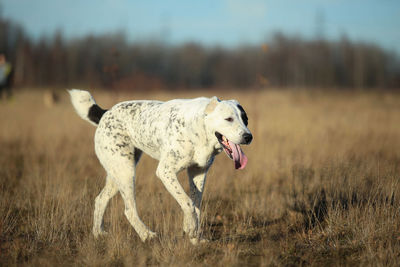 Dog standing on field