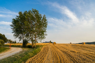 Scenic view of agricultural field against sky