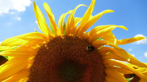 Close-up of sunflower