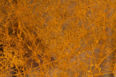 Close-up of yellow flowering plants