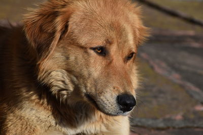 Close-up of a dog looking away