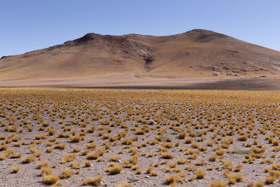 Scenic view of desert against clear sky