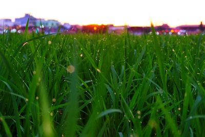 Close-up of grass growing in field