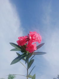 Close-up of pink rose against blue sky