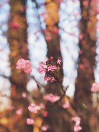 Close-up of pink cherry blossoms