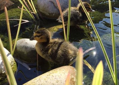 High angle view of ducklings in water