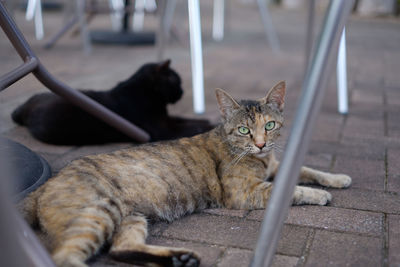 Close-up portrait of cat relaxing outdoors