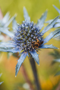 Close-up of honey bee on purple flowering plant