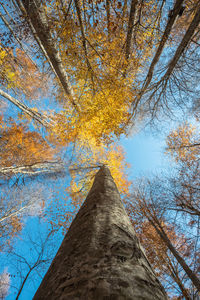 Low angle view of trees against sky during autumn