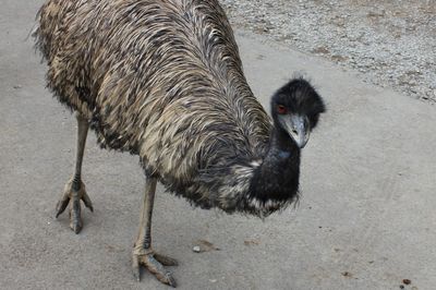High angle view of animal walking in city