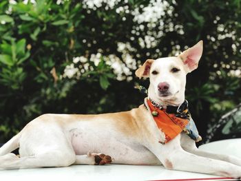 Portrait of dog sitting outdoors