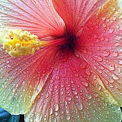 Close-up of red flowers