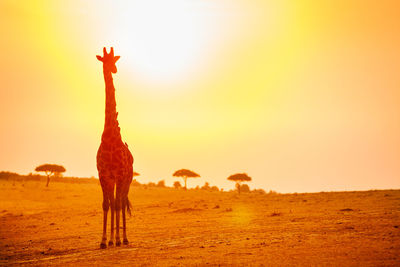 View of horse on field during sunset