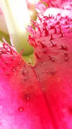 Close-up of wet pink flower