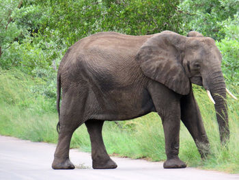 Side view of elephant standing against plants