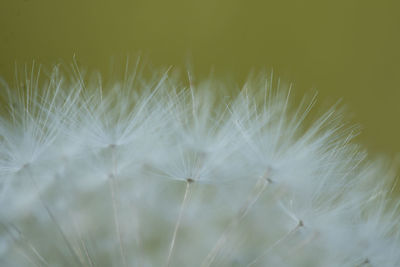 Close-up of dandelion against blurred background