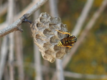 Close-up of wasps pollinating