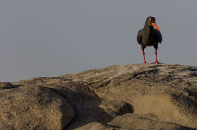 An african black oystercatcher on the rocks nearby lüderitz, a coastal town of namibia