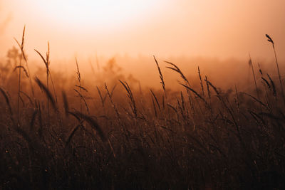 Close-up of wheat field against sky during sunset