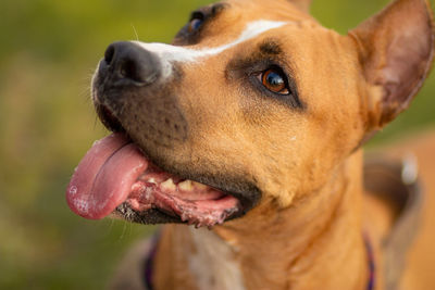 Close-up of dog looking away