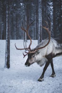 Deer on its snow forest