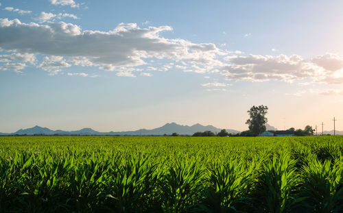 Scenic view of agricultural field against sky