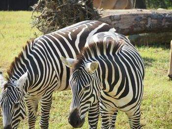 Close up of butterfly on field