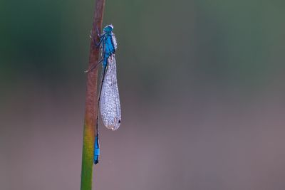 Close-up side view of insect on stem against blurred background