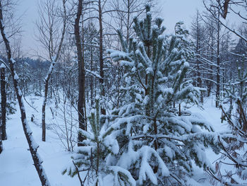 Snow covered bare trees in forest