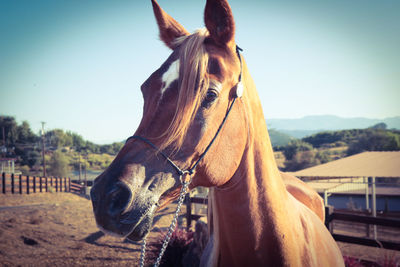 Close-up of horse on sand against clear sky