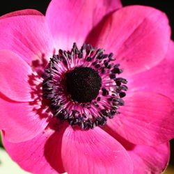 Close-up of pink flower growing outdoors