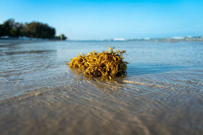 Close-up of flowering plant against sea