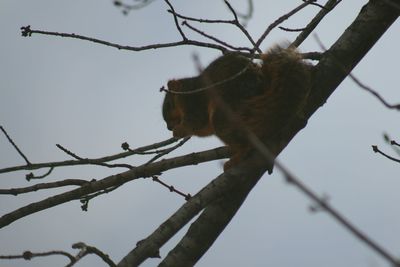 Low angle view of bird perching on branch