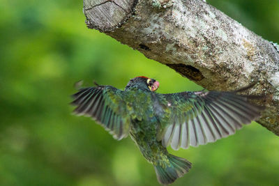 Close-up of bird flying