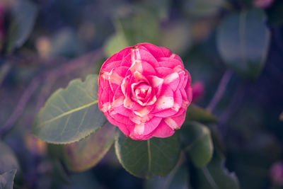 Close-up of pink rose