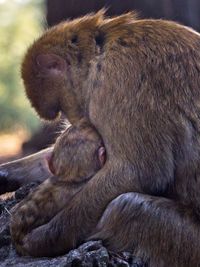Close-up of a monkey