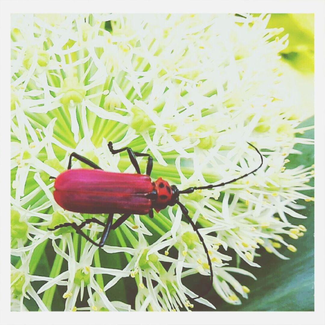 Insect photo